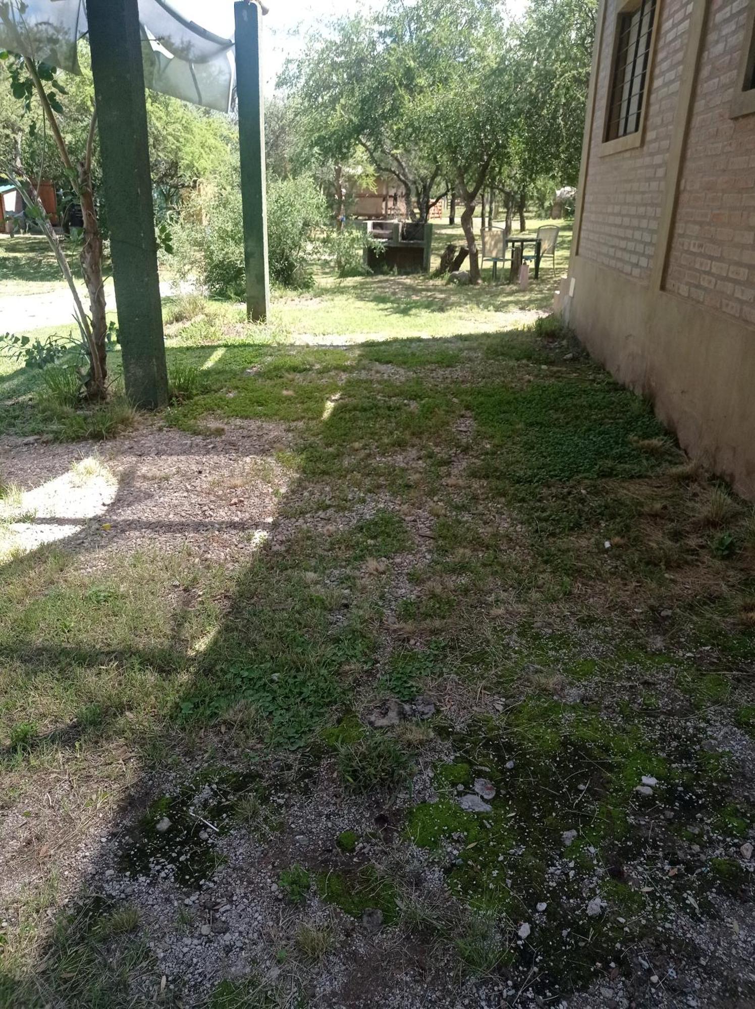 Bosquecito De Carpin *