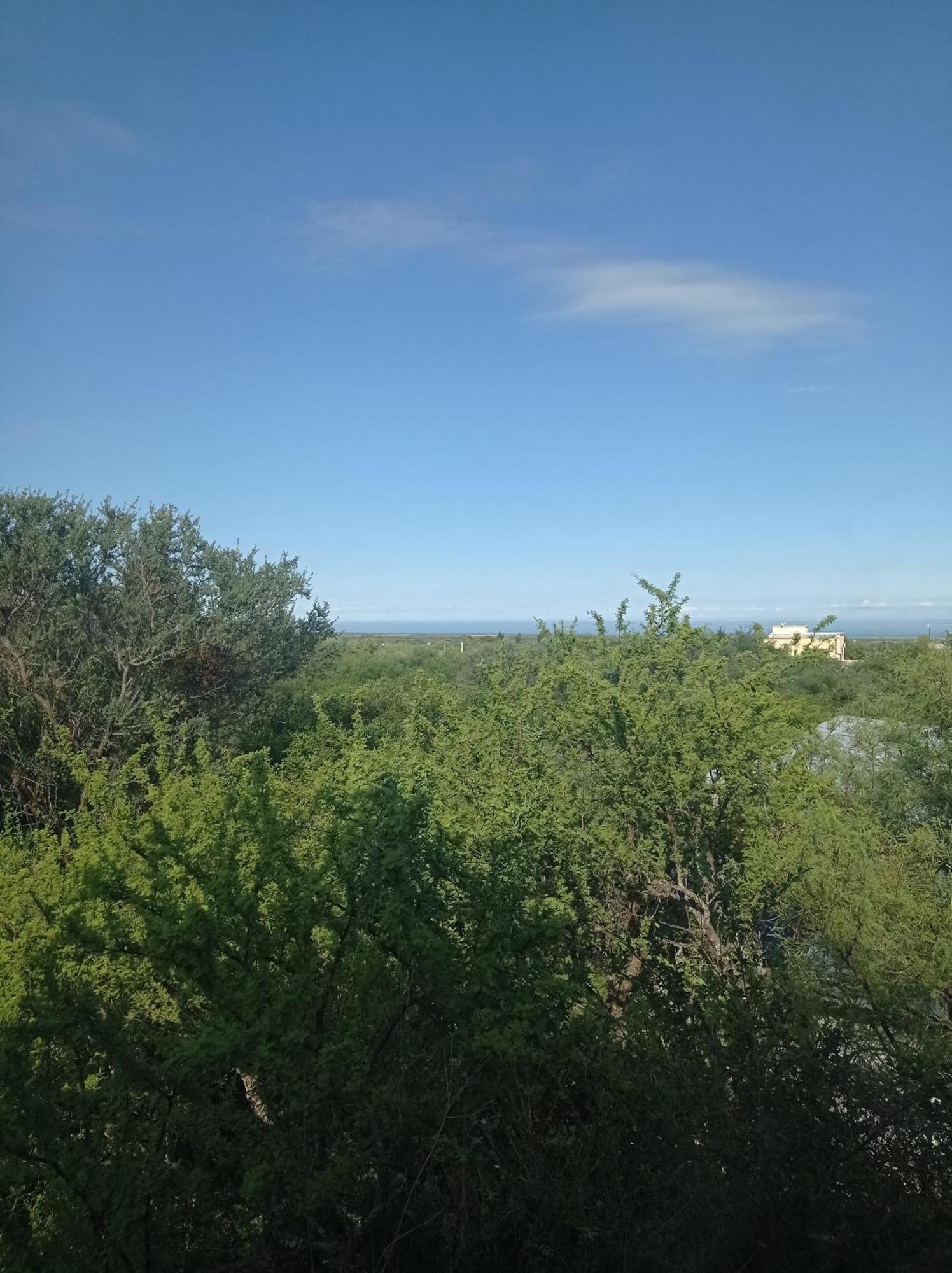 Bosquecito De Carpin