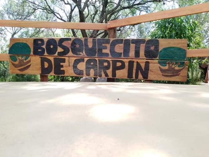 Bosquecito De Carpin